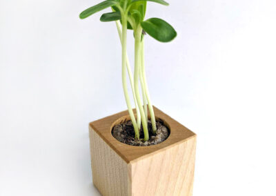 eco-woody-pianta-NEUTRO[1]